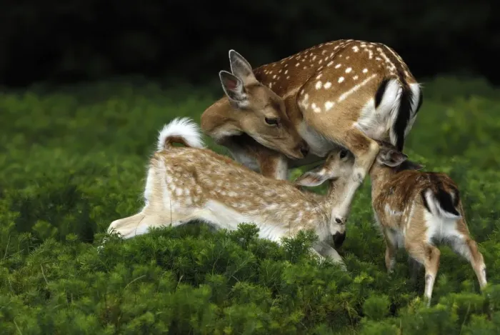 Framed Print : Damhirsch. SM-2076. Fallow Deer - hind nursing fawns Framed Print : Damhirsch. SM-2076. Fallow Deer - hind nursing fawns