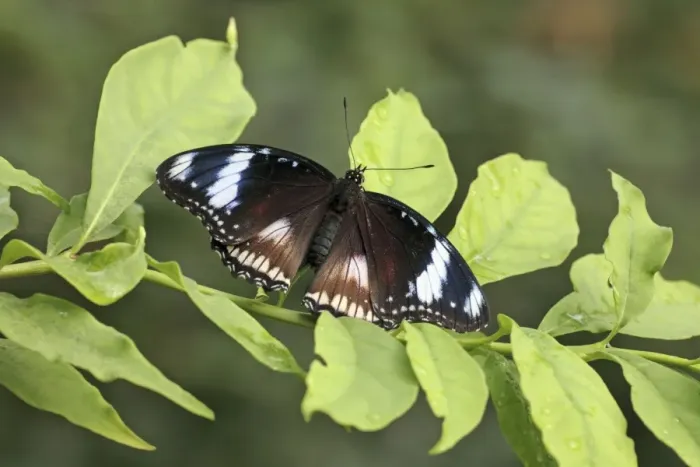 Framed Print : Danaid Eggfly - male resting on bush, Emmen, Holland Framed Print : Danaid Eggfly - male resting on bush, Emmen, Holland