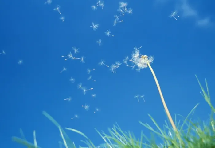 Framed Print : Dandelion Clock - seeds being blown off Framed Print : Dandelion Clock - seeds being blown off