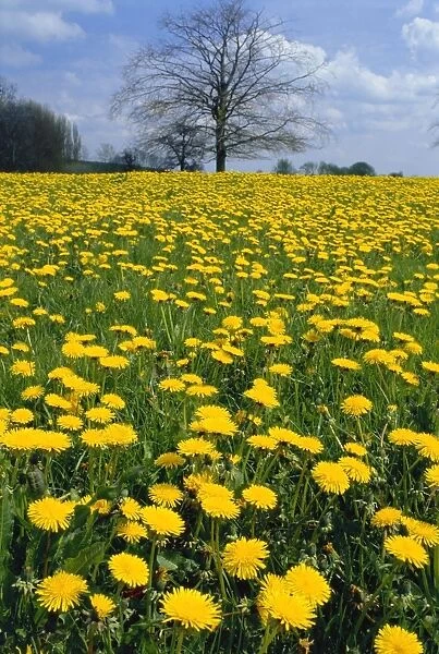 Dandelion field - April - Dorset, UK