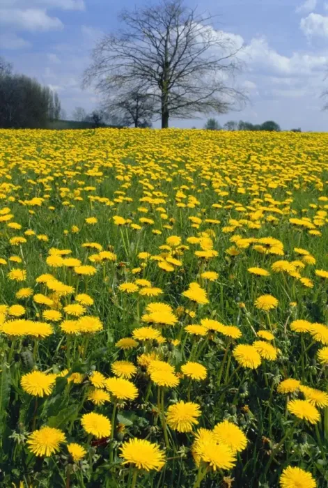 Framed Print : Dandelion field - April - Dorset, UK Framed Print : Dandelion field - April - Dorset, UK