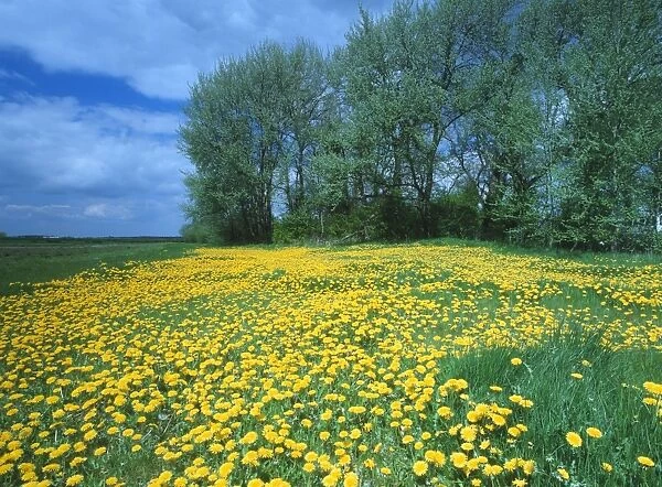 Dandelion - in field edge. Near Papworth, Cambridgeshire, UK