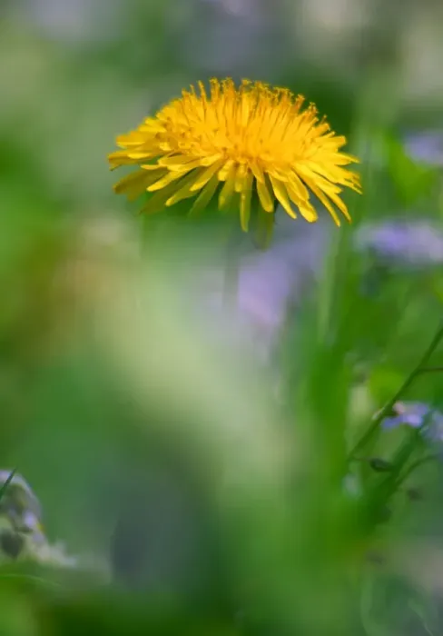 Framed Print : Dandelion flower UK garden Framed Print : Dandelion flower UK garden