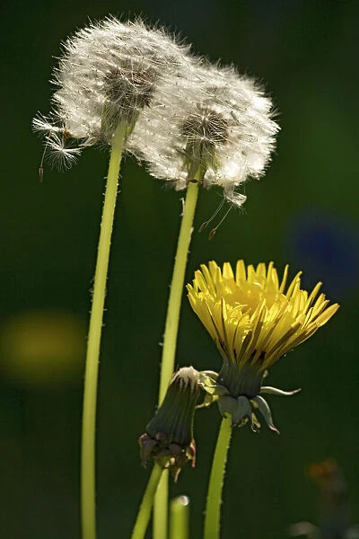 Dandelion flowers and seed-heads ('clocks')