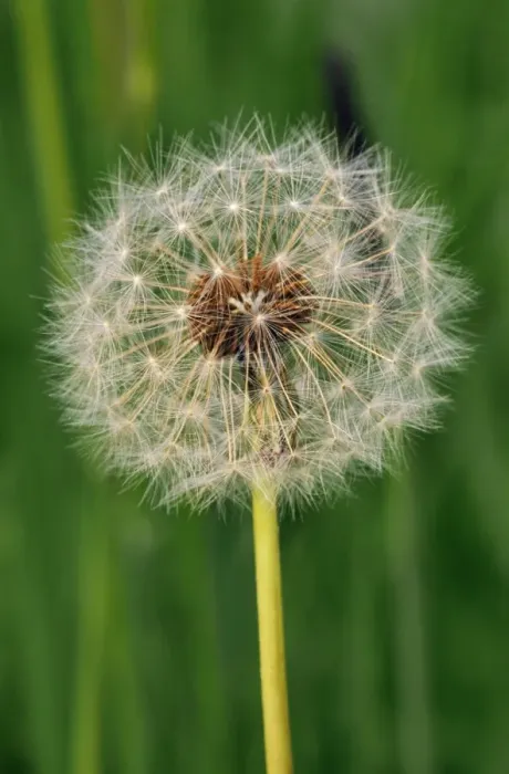 Framed Print : Dandelion - seed head Framed Print : Dandelion - seed head