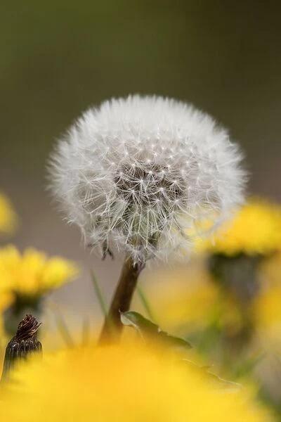 Dandelion Seed Head - UK