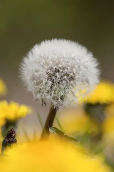 Framed Print : Dandelion Seed Head - UK Framed Print : Dandelion Seed Head - UK