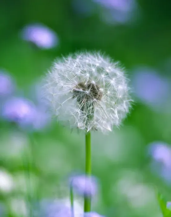 Framed Print : Dandelion seed head UK garden Framed Print : Dandelion seed head UK garden