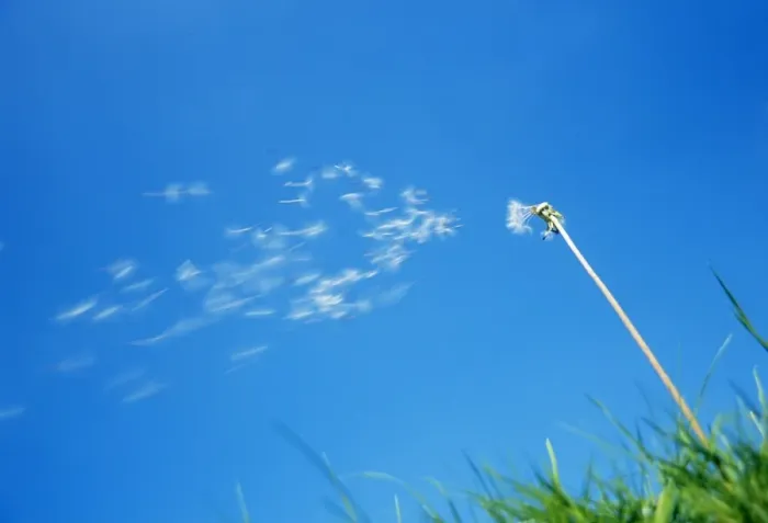 Framed Print : Dandelion - Seeds being blown off dandelion clock Framed Print : Dandelion - Seeds being blown off dandelion clock