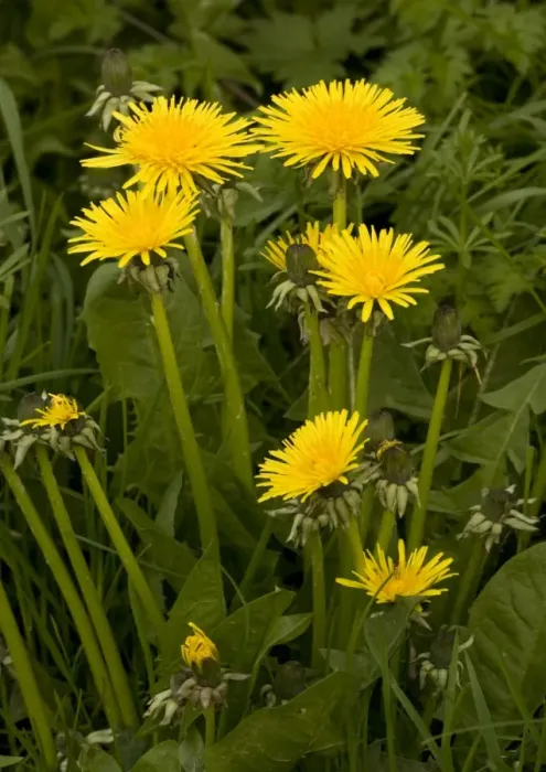 Framed Print : Dandelions Framed Print : Dandelions