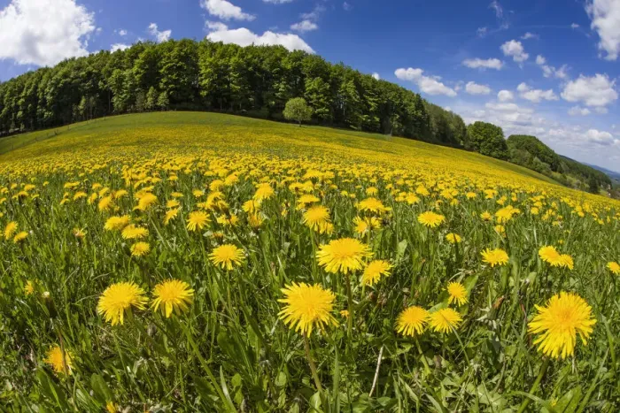 Framed Print : Dandelions, meadow covered with blossom, taken with a wide angle perspective, Hessen, Germany Framed Print : Dandelions, meadow covered with blossom, taken with a wide angle perspective, Hessen, Germany
