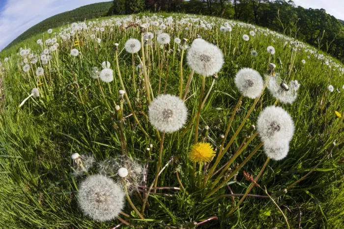 Framed Print : Dandelions, meadow covered with blossom seedheads, taken with a wide angle perspective, Hessen, Germany Framed Print : Dandelions, meadow covered with blossom seedheads, taken with a wide angle perspective, Hessen, Germany