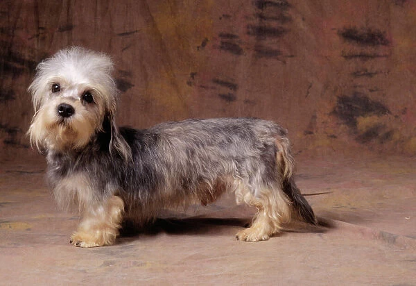 Dandie Dinmount Terrier Dog