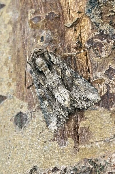 Dark arches Moth - resting on trunk - Lincolnshire - England