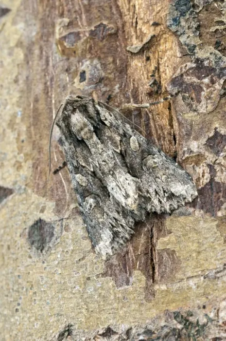 Framed Print : Dark arches Moth - resting on trunk - Lincolnshire - England Framed Print : Dark arches Moth - resting on trunk - Lincolnshire - England