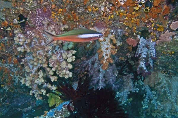Dark-banded  /  Neon  /  Bluestreak Fusilier - Red phase - in coral - Indonesia
