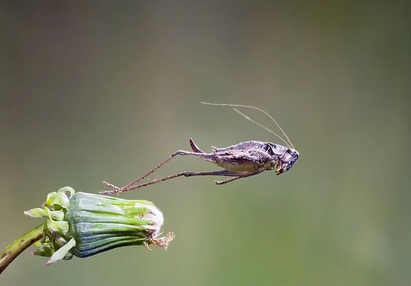 Dark bush cricket - female jumping Bedfordshire UK 005237