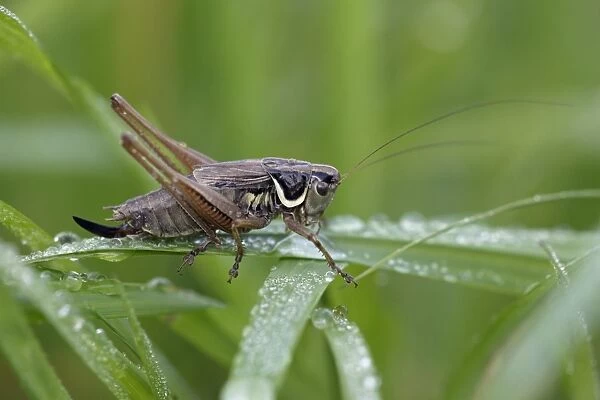 Dark Bush-cricket - male resting on grass blade, Lower Saxony, Germany