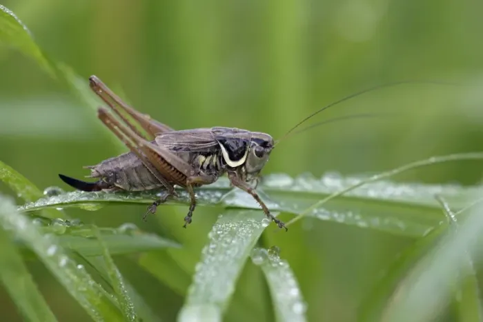 Framed Print : Dark Bush-cricket - male resting on grass blade, Lower Saxony, Germany Framed Print : Dark Bush-cricket - male resting on grass blade, Lower Saxony, Germany