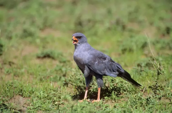 Framed Print : Dark Chanting Goshawk - juvenile calling Serengeti, Tanzania, Africa Framed Print : Dark Chanting Goshawk - juvenile calling Serengeti, Tanzania, Africa