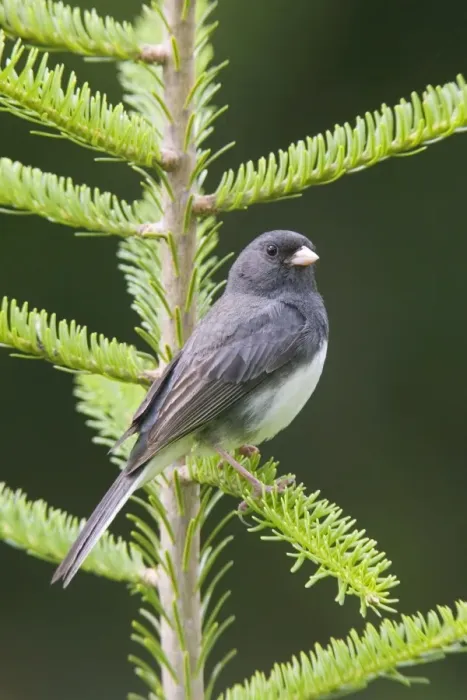 Framed Print : Dark-eyed Junco Framed Print : Dark-eyed Junco