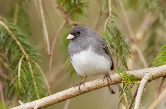 Framed Print : Dark-eyed Junco - Adult male - April - CT - USA Framed Print : Dark-eyed Junco - Adult male - April - CT - USA