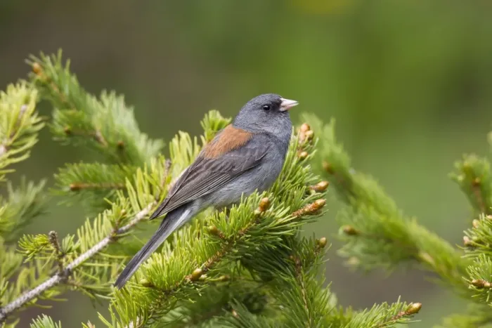 Framed Print : Dark-eyed Junco - on breeding territory in the Snowy Range of Wyoming - July - USA Framed Print : Dark-eyed Junco - on breeding territory in the Snowy Range of Wyoming - July - USA