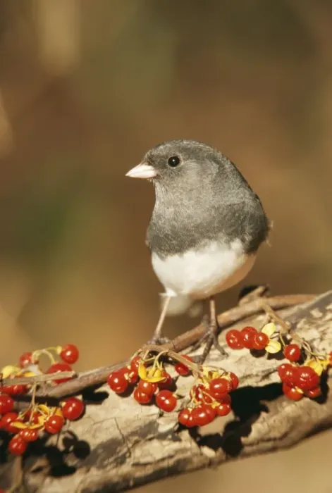 Framed Print : Dark-eyed Junco - Hamden, Connecticut, USA Framed Print : Dark-eyed Junco - Hamden, Connecticut, USA