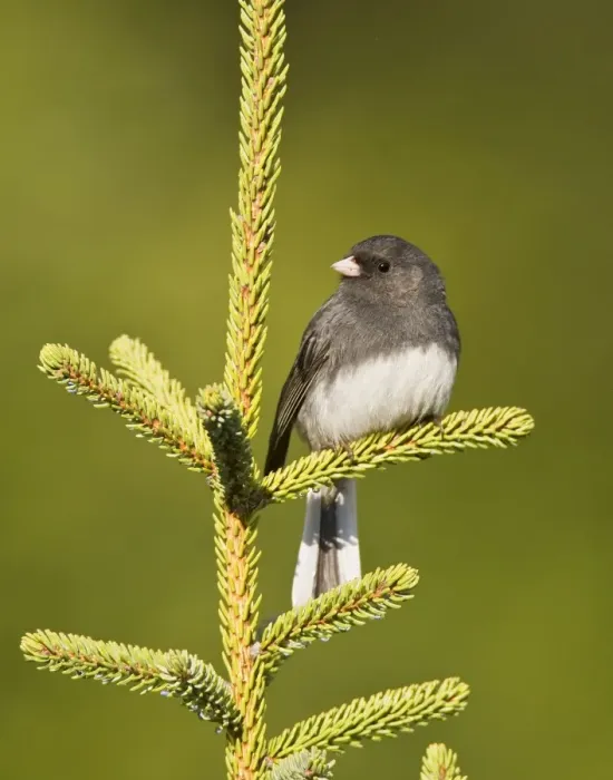 Framed Print : Dark-eyed Junco - Slate Colored race. Maine USA in May Framed Print : Dark-eyed Junco - Slate Colored race. Maine USA in May