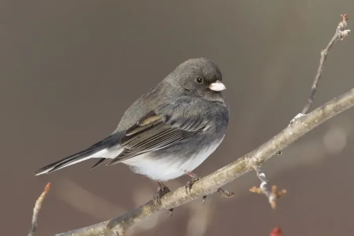Framed Print : Dark-eyed Junco - in winter. January in Connecticut, USA Framed Print : Dark-eyed Junco - in winter. January in Connecticut, USA