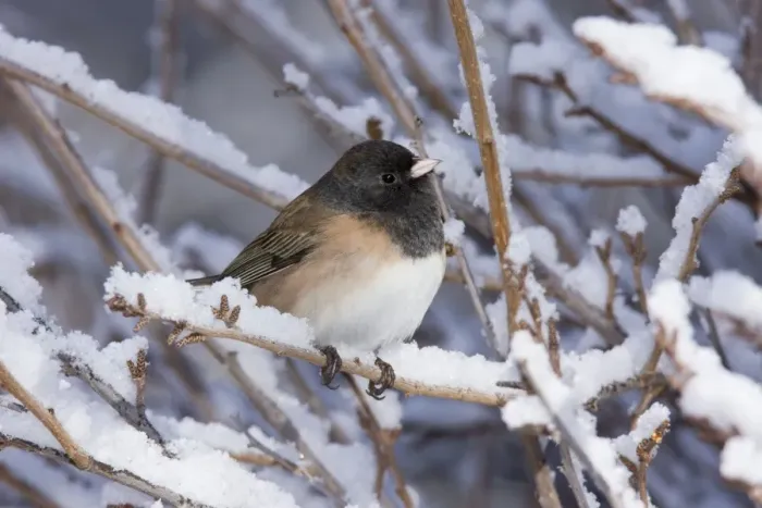 Framed Print : Dark-eyed Junco - in winter. New Mexico, February Framed Print : Dark-eyed Junco - in winter. New Mexico, February