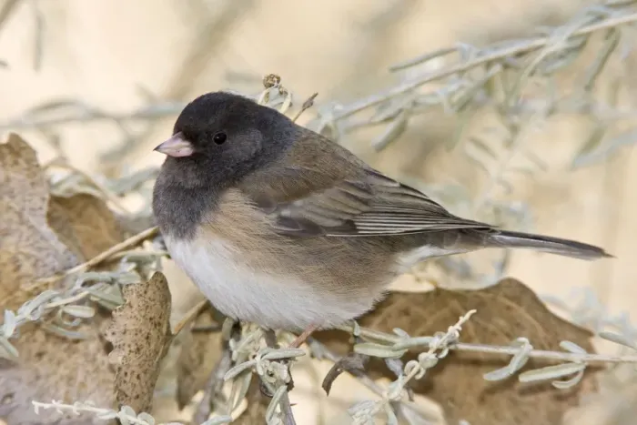 Framed Print : Dark-eyed Junco - in winter. New Mexico in January Framed Print : Dark-eyed Junco - in winter. New Mexico in January