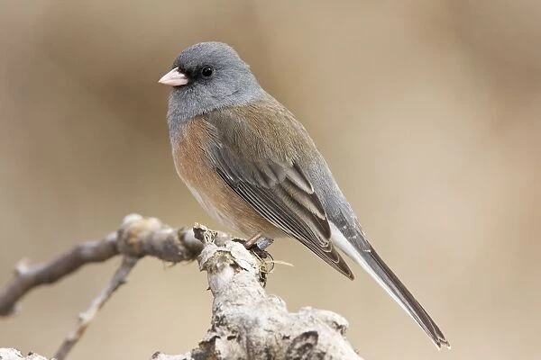 Dark-eyed Junco - in winter. New Mexico in January