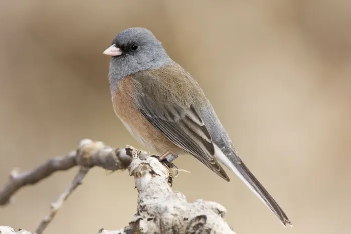Framed Print : Dark-eyed Junco - in winter. New Mexico in January Framed Print : Dark-eyed Junco - in winter. New Mexico in January