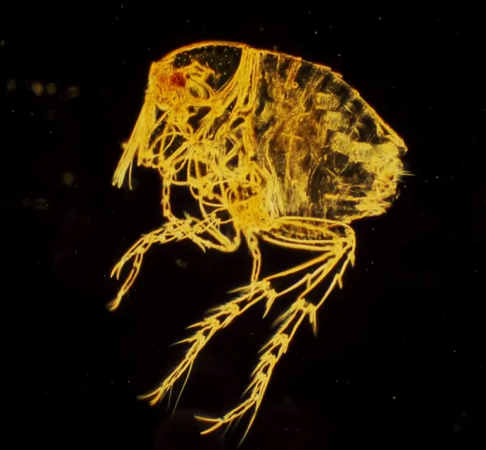 Framed Print : Dark Field Light Micrograph: Chigoe Flea; Magnification x 200 (A4 size: 29. 7 cm width) Framed Print : Dark Field Light Micrograph: Chigoe Flea; Magnification x 200 (A4 size: 29. 7 cm width)