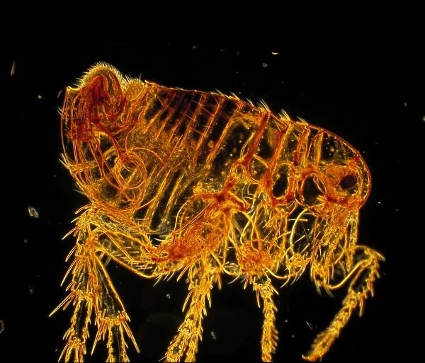 Dark Field Light Micrograph: Human Flea - male