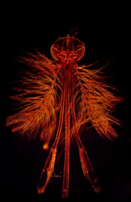 Framed Print : Dark Field Light Micrograph: Mosquito - male. ; Magnification x 65 (A4 size: 29. 7 cm width) Framed Print : Dark Field Light Micrograph: Mosquito - male. ; Magnification x 65 (A4 size: 29. 7 cm width)