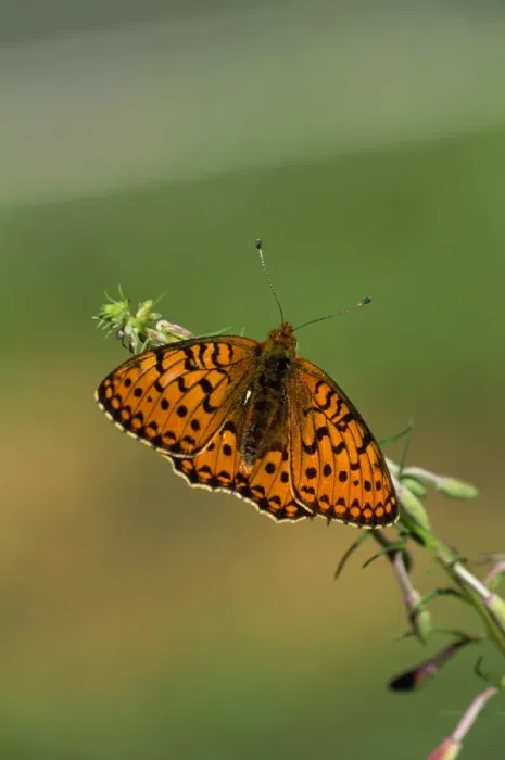 Framed Print : Dark Green Fritillary Framed Print : Dark Green Fritillary