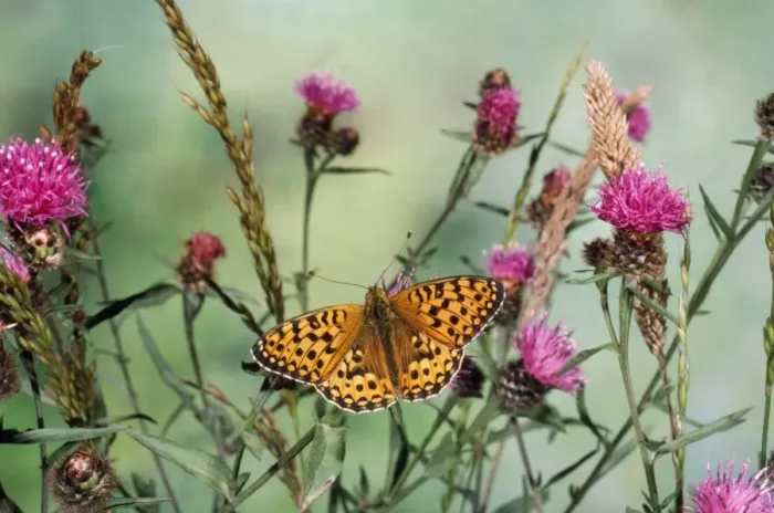 Framed Print : Dark Green Fritillary Framed Print : Dark Green Fritillary