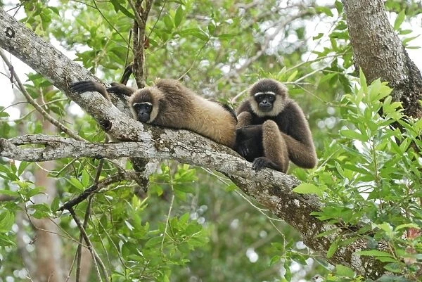 Dark-handed Gibbon  /  Agile Gibbon - Camp Leaky - Tanjung Puting N. P. - KalimantanBorneo - Indonesia