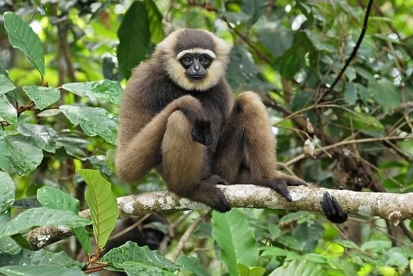 Dark-handed Gibbon  /  Agile Gibbon - Camp Leaky - Tanjung Puting N. P. - KalimantanBorneo - Indonesia