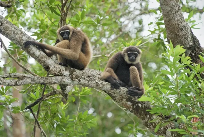 Framed Print : Dark-handed Gibbon / Agile Gibbon - Camp Leaky - Tanjung Puting N. P. - KalimantanBorneo - Indonesia Framed Print : Dark-handed Gibbon / Agile Gibbon - Camp Leaky - Tanjung Puting N. P. - KalimantanBorneo - Indonesia