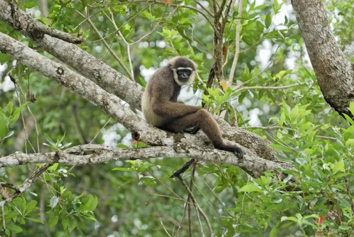 Framed Print : Dark-handed Gibbon / Agile Gibbon - Camp Leaky - Tanjung Puting N. P. - KalimantanBorneo - Indonesia Framed Print : Dark-handed Gibbon / Agile Gibbon - Camp Leaky - Tanjung Puting N. P. - KalimantanBorneo - Indonesia