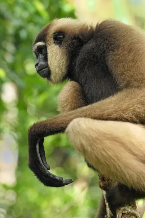Framed Print : Dark-handed Gibbon / Agile Gibbon - Camp Leaky - Tanjung Puting N. P. - KalimantanBorneo - Indonesia Framed Print : Dark-handed Gibbon / Agile Gibbon - Camp Leaky - Tanjung Puting N. P. - KalimantanBorneo - Indonesia