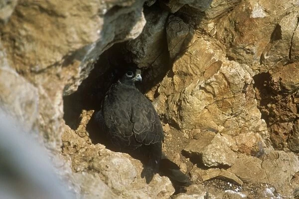 Dark Morph Eleonora's Falcon - incubating eggs
