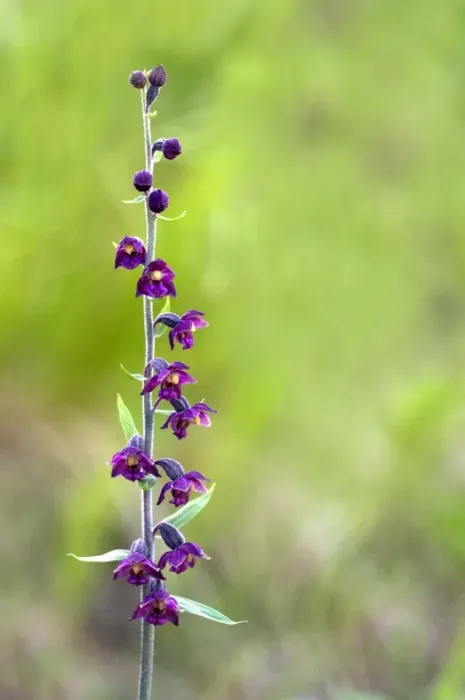 Framed Print : Dark-red Helleborine - Apuan Alps - Italy Framed Print : Dark-red Helleborine - Apuan Alps - Italy