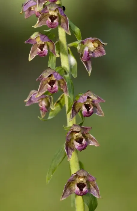 Framed Print : Dark red helleborine (Epipactis atrorubens). Cumbria Framed Print : Dark red helleborine (Epipactis atrorubens). Cumbria