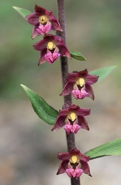 Dark Red Helleborine Orchid