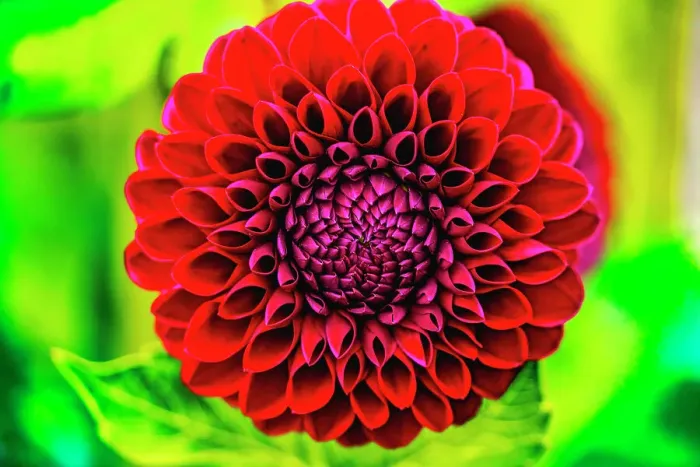 Framed Print : Dark red pompom ball dahlia blooming. Dahlia named Jessie G Date: 07-02-2021 Framed Print : Dark red pompom ball dahlia blooming. Dahlia named Jessie G Date: 07-02-2021