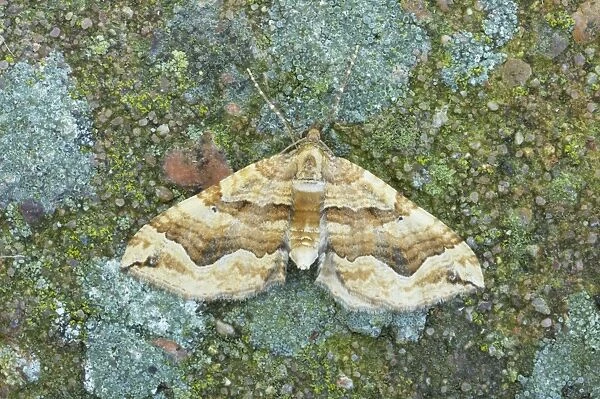 The Dark Spinach Moth - Essex, UK IN000701